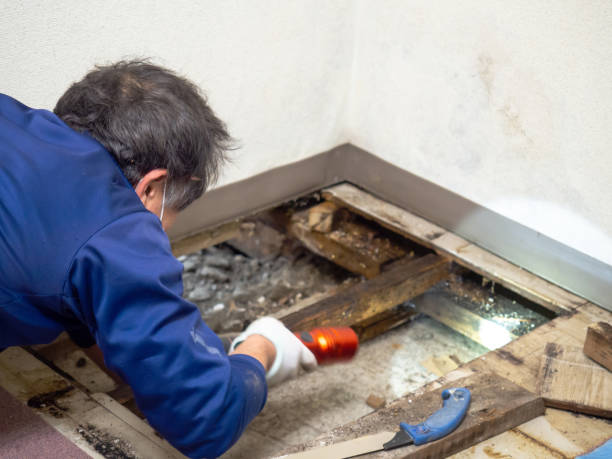 Best Commercial Mold Removal  in Crossett, AR