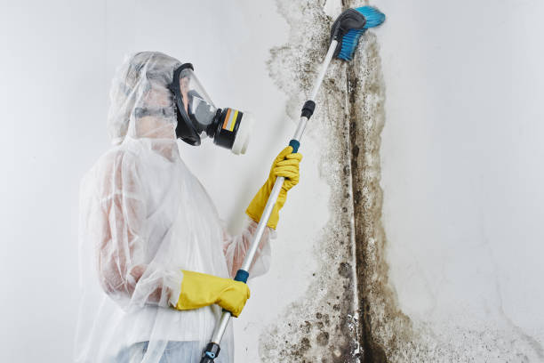 Mold Removal and Inspection in Crossett, AR
