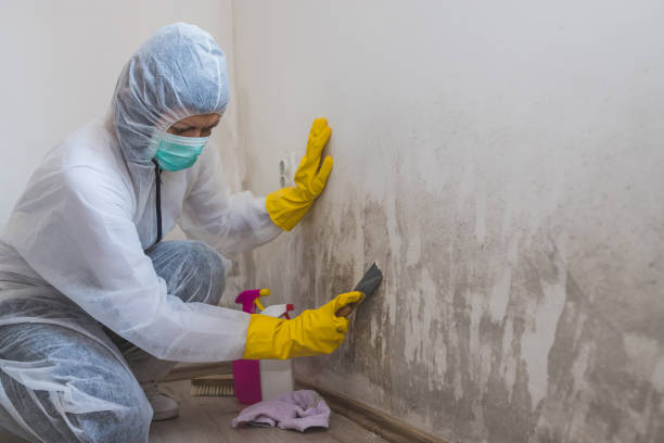 Best Local Mold Removal Service  in Crossett, AR