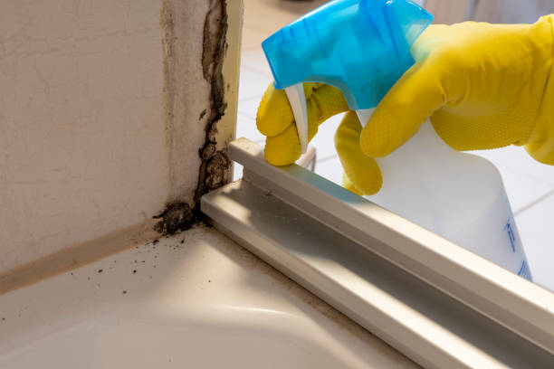 Best Certified Mold Removal  in Crossett, AR