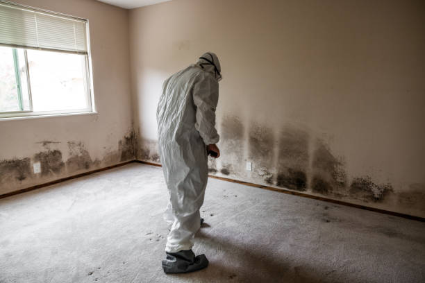 Best Mold Testing and Removal  in Crossett, AR