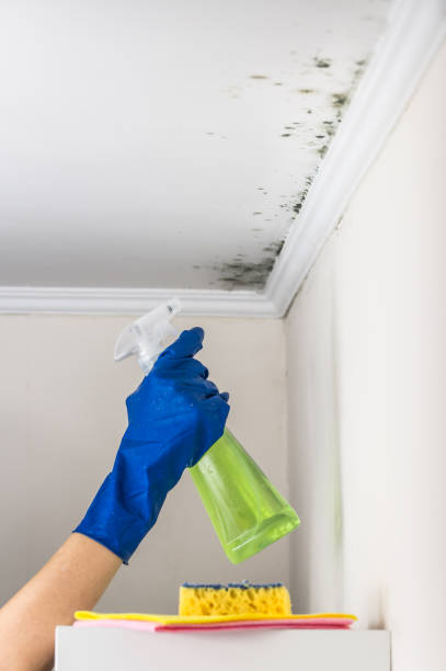 Mold Testing and Removal in Crossett, AR