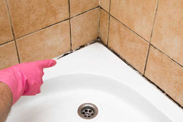 Best Certified Mold Removal  in Crossett, AR
